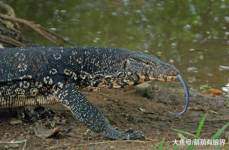 ATM机聚集人群，以为很多人取钱，往前一看，被巨大生物吓到擦汗