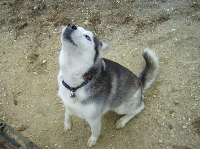 狗狗听到救护车的声音，突然学狼叫，这是激起它的狼性了吗？