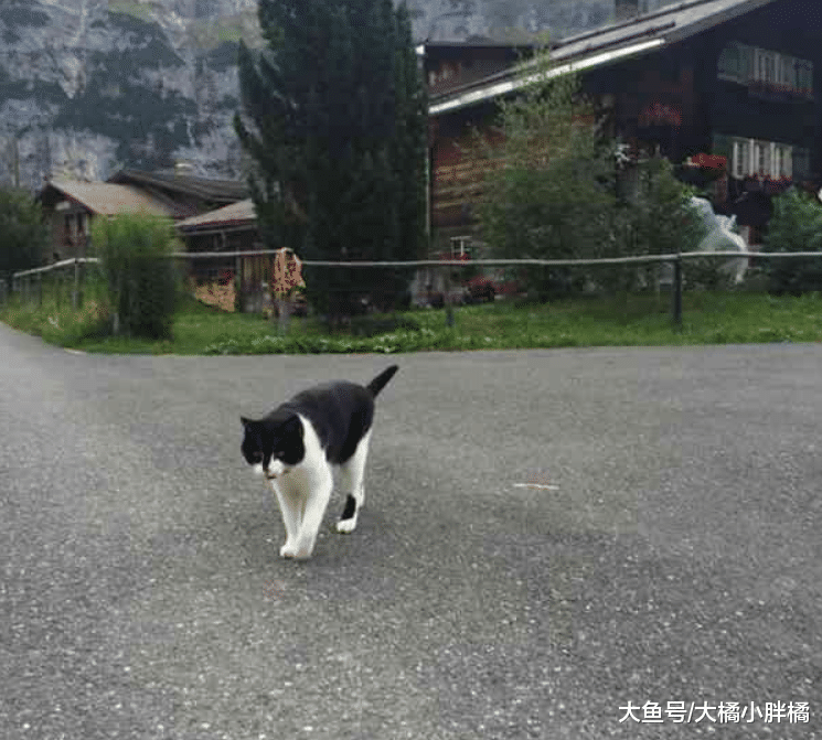 小伙登山时迷了路，跟着猫咪走了1小时后，还真被猫咪带回了家