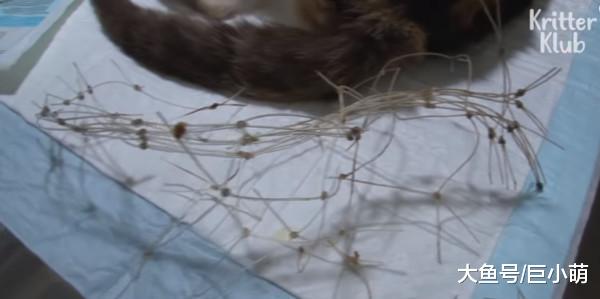 流浪猫被渔网缠住脖子，忍痛喂幼猫一整年，让人看着都觉得心酸