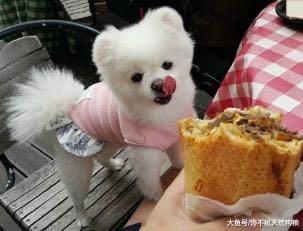 飼養博美犬的5大忌，別拿它的健康，為你的錯誤買單！