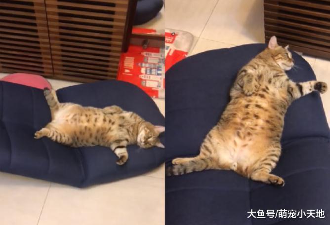 霸氣胖貓四肢朝天躺沙發，各種照片讓奴才不忍直視：我養了啥？