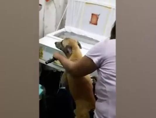 忠犬死守在主人晕倒的街上不肯走，直到它被带到主人的棺材前……