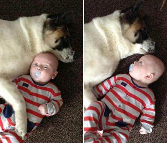 女主人怀孕20周时，狗狗一脸悲伤对着她哭，反常行为救下两生命