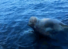 哈士奇抓了一只蜥蜴回家，女主人看到不淡定了！