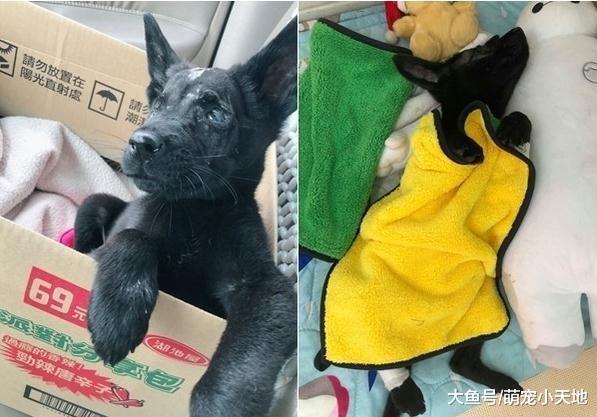 啃辣椒果腹, 失明浪浪被车撞凹头骨, 被救后安静甜睡人类怀抱