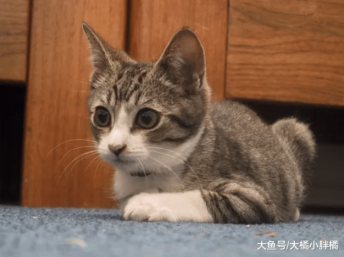 瘦弱小猫不断喵叫，街上人来人往却无人停下脚步，男子的做法很赞