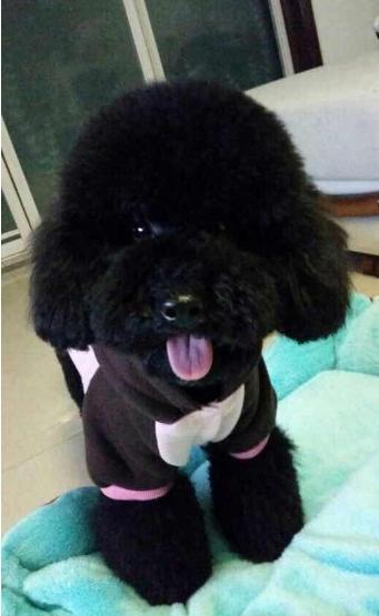 为什么黑色泰迪总是遭人嫌？归根结底这5点在作祟！