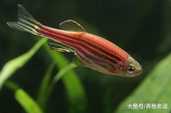 这6种观赏鱼专为新鱼友设计，非常容易饲养，说错一种我自罚三杯