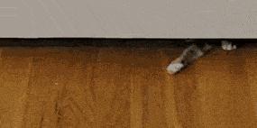 爆笑GIF 美女去玉米地干啥去？玉米苞都还没长呢！