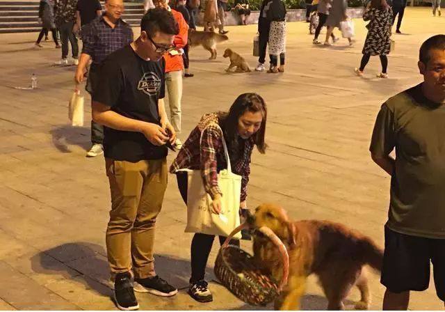 铲屎官让金毛叼着篮子去买东西，狗子却换回来一篮子钞票！