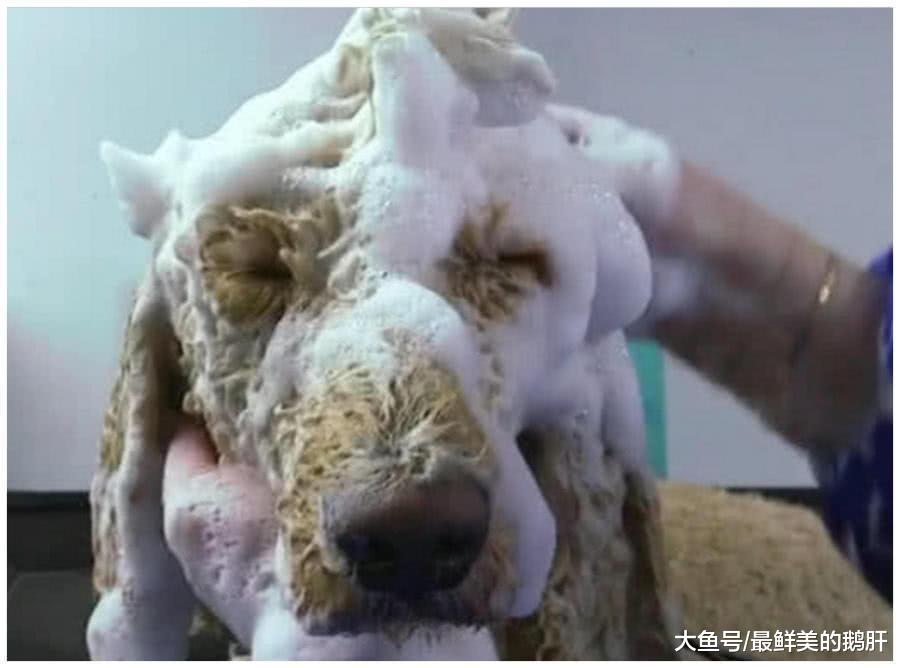 女子上班发现同事正在给狗洗澡, 以为是一只金毛, 擦干后不淡定了