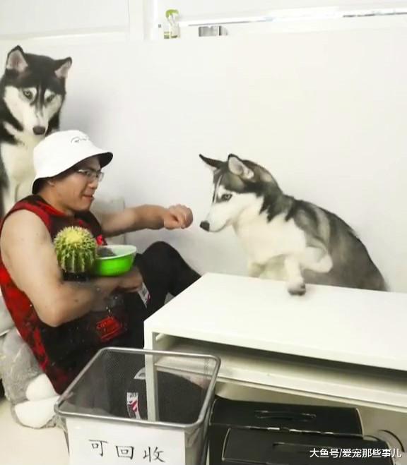 主人拿出仙人球想套路二哈，不料却被二哈反套路，太搞笑了