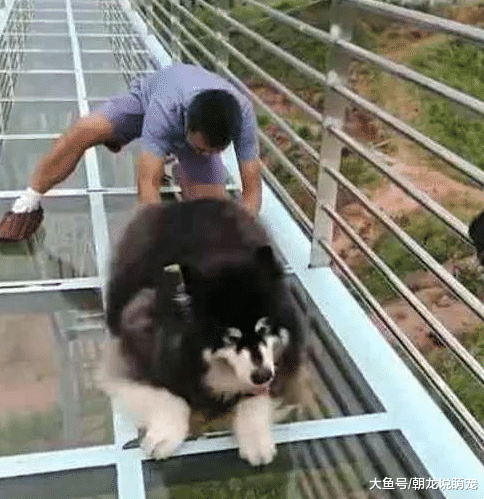 看完阿拉斯加走玻璃栈道后，却把主人给累摊了，网友：这是没事找事