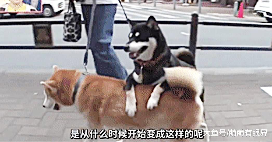 黑柴从小喜欢趴在豆柴身上，长大了还这样，说出原因后：辛苦豆柴了