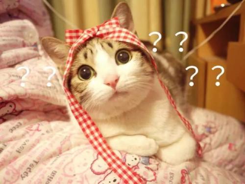 30秒告诉你——你适合怎样的猫