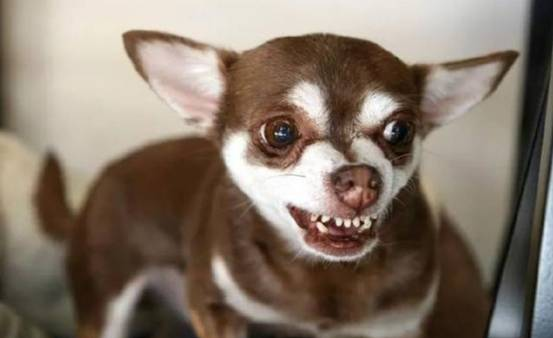 为何狗狗总爱发脾气？这些原因你都知道吗？