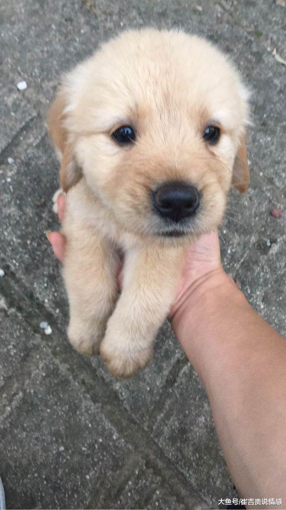 两千元购买的小金毛，总感觉被骗了，网友们却为此大吵起来！