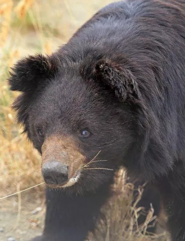 黑熊长期被囚禁，被迫表演与狗搏斗的残忍戏码，十年后终被解救