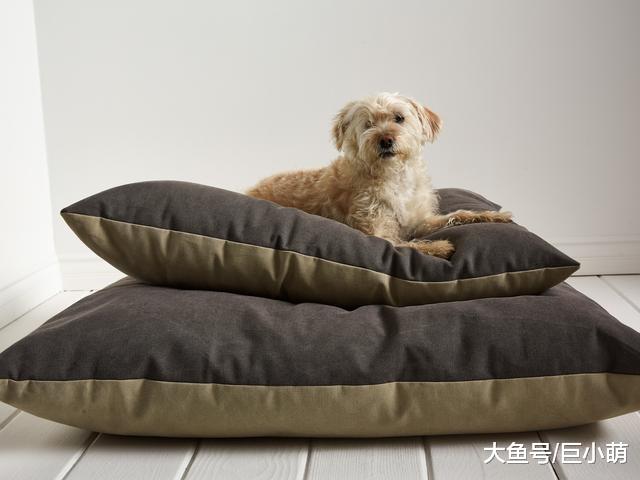 让狗狗睡得舒适，你需要给它买一张完美的狗窝，好看不是挑选重点