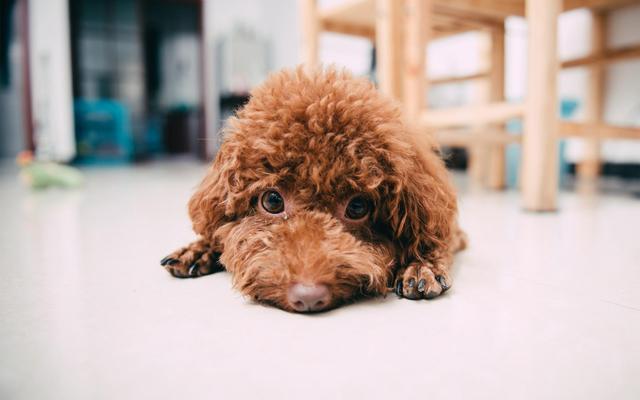 泰迪犬受寵主要因為“5個”點，很多鏟屎官都是被最后一點搞定的
