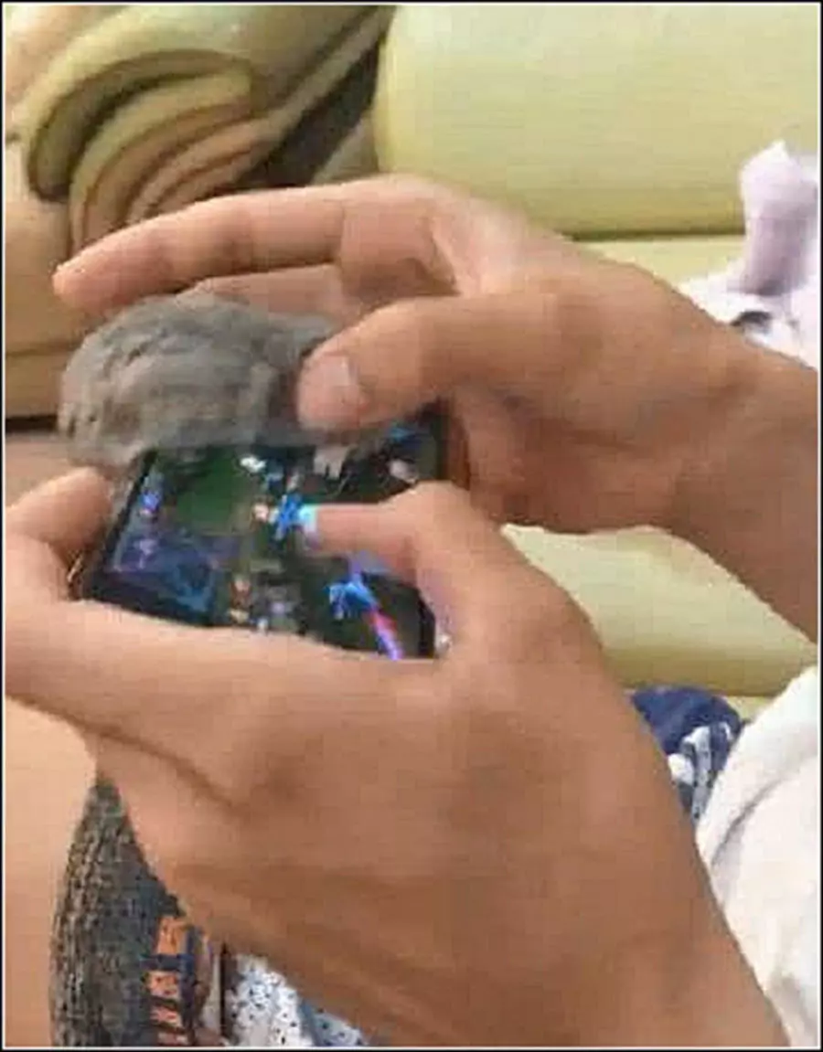 男主沉迷于游戏，仓鼠醋意大发，随后一幕瞬间萌翻男子