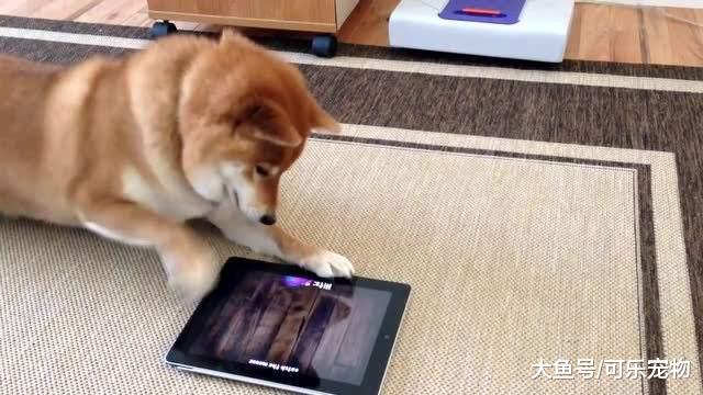 狗狗学会了玩手机，连续报警16次，警察赶到现场后都被逗乐了