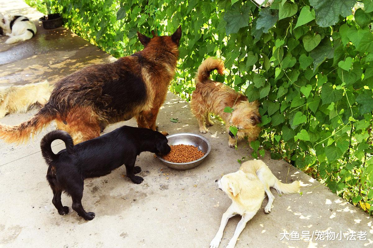 男子花光积蓄，用20年收养了1000只流浪狗，如今他怎么样了？