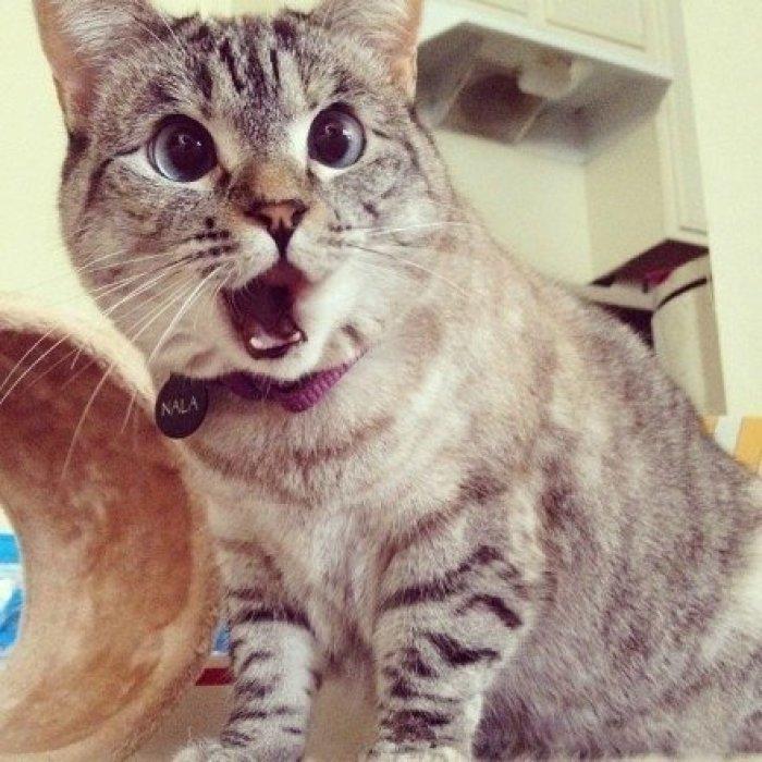 猫咪喜欢把东西推下来，可能是这6个原因，纠正它也很容易！