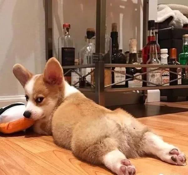 你以为小短腿的生活很幸福，整天卖萌，但其实它们的狗生很艰难！