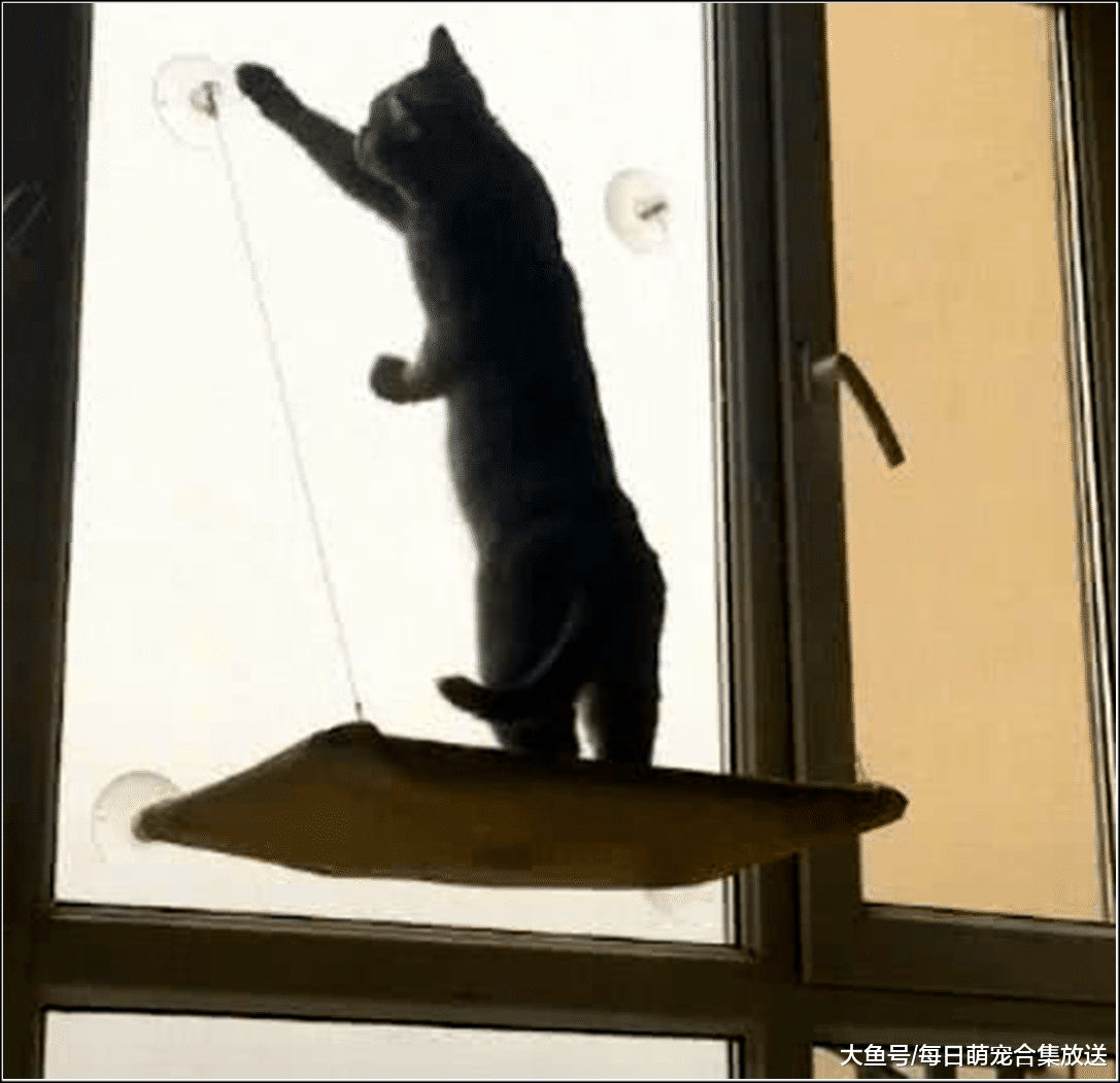 女主发现猫咪爬上窗口，以为它要跳楼，走近一看直接傻眼了