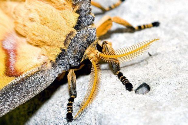 世界上最美丽的蝴蝶