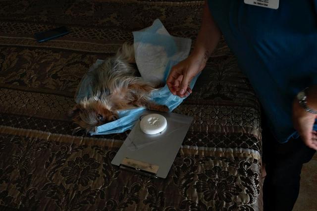 摄影师记录宠物安乐死前最后一刻, 主人抱着它, 直到阴阳相隔