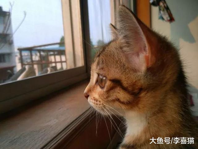 楼房养猫问题多，铲屎官为保障猫咪安危，四点准备不可缺