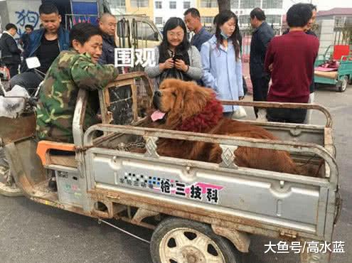 大叔常带藏獒出入集市，路人纷纷打听价格，得知真相却败兴而归