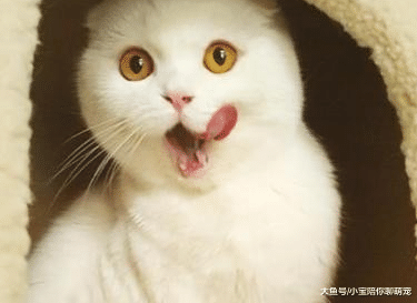 ?想要猫咪的寿命更加长久，这3件事情最好别做！希望你能够知道