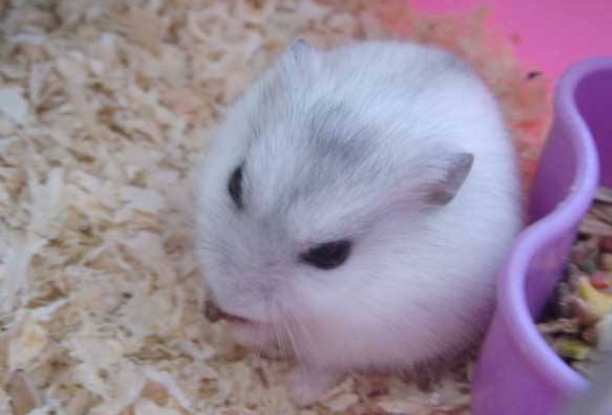 仓鼠小巧玲珑，仓鼠那么呆萌可爱，为什么很多人都不喜欢养仓鼠？