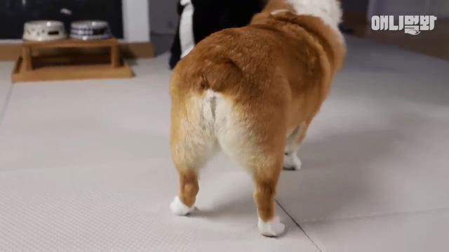 柯基見人就會搖屁股，被主人發掘，被提拔成為超市代言狗