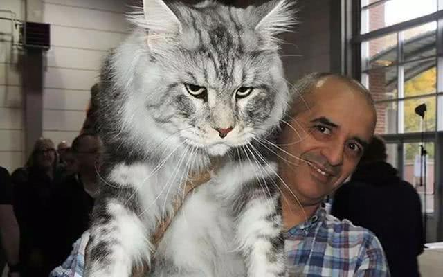 猫中哥斯拉来了, 大家有没有想要了解一下! 走过路过不要错过