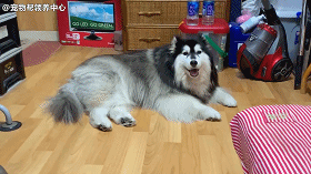 阿拉斯加听到叫它，甜美微笑回应，但换个称呼，秒变死亡凝视……