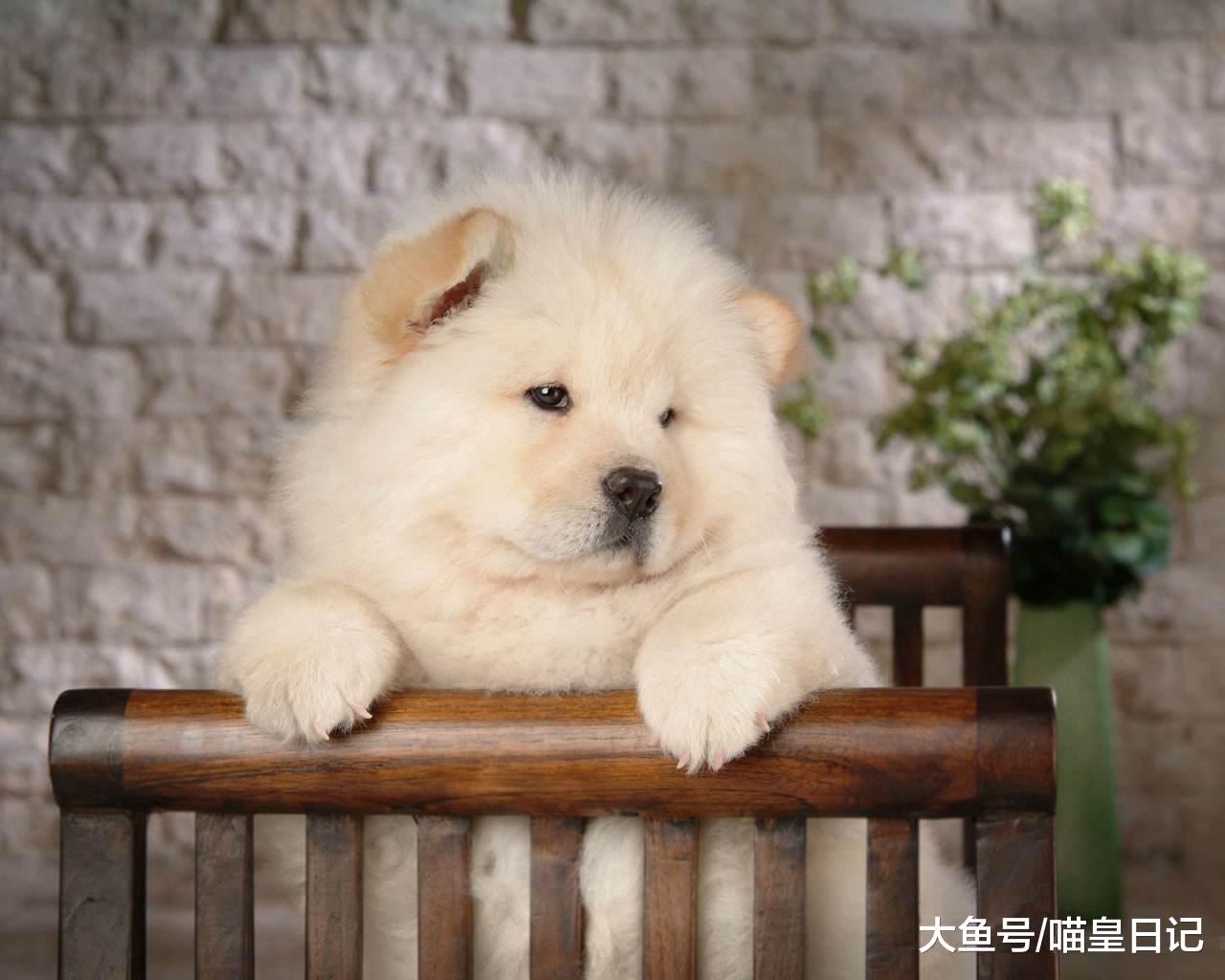 盤點中國本土的五種知名狗狗，最后一種真的沒有人不認識它！