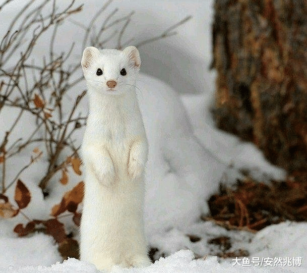 世界最萌杀手，个头小本领大，吃遍海陆空