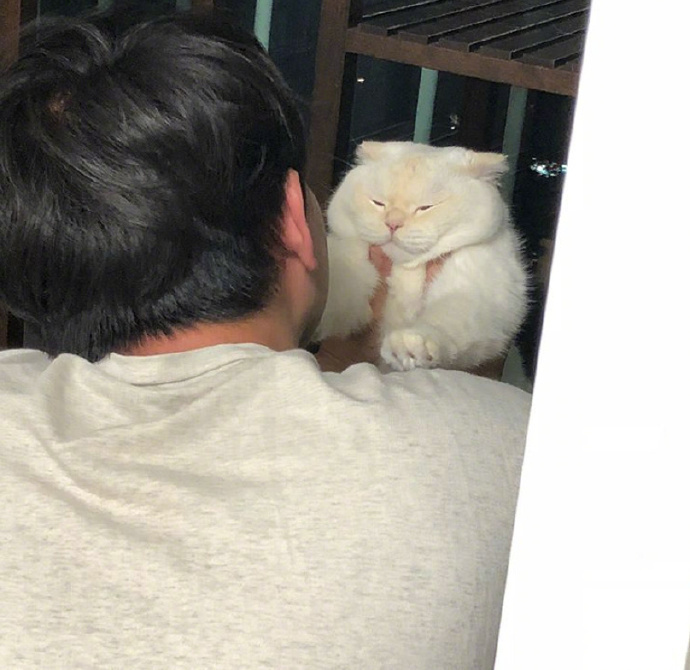 喵星人拒绝主人亲近，全身每一根毛都散发着：莫挨老子