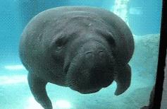 爆笑GIF 美女去玉米地干啥去？玉米苞都还没长呢！