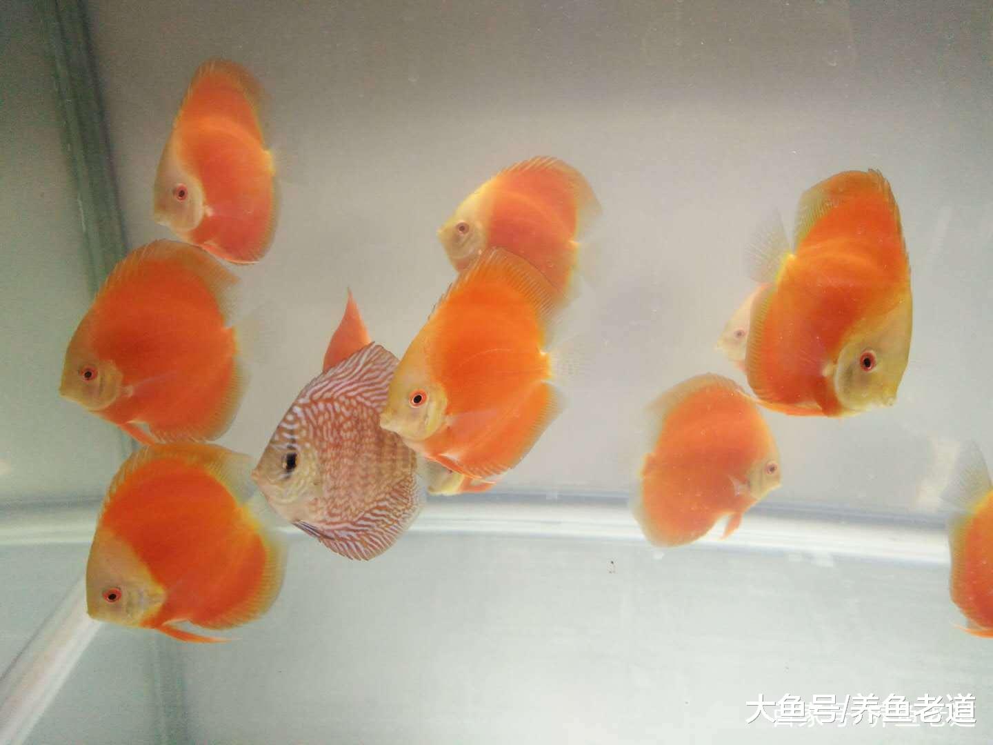 鱼缸底部总会残存有脏东西, 过滤泵也吸不走该怎么办?