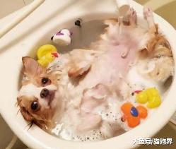 你的“溺爱”，可能正在伤害你的狗狗！