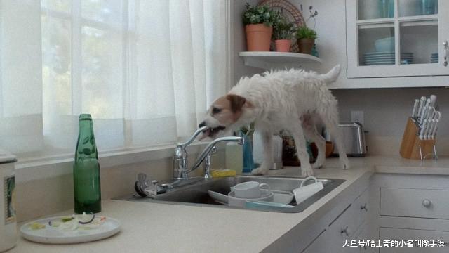 趁主人不在家的时候，狗狗居然打开水龙头，在家里玩起了跳水