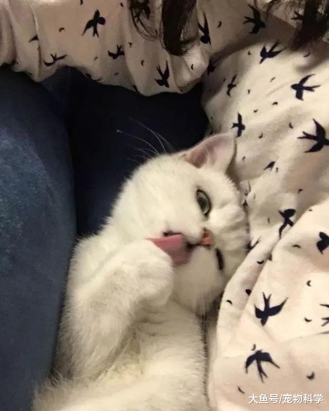 虽然我不够资格，虽然我只是只猫