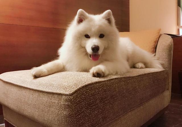 主人为爱犬打造豪华狗屋！网友：你们家还缺狗狗吗？单身的那种