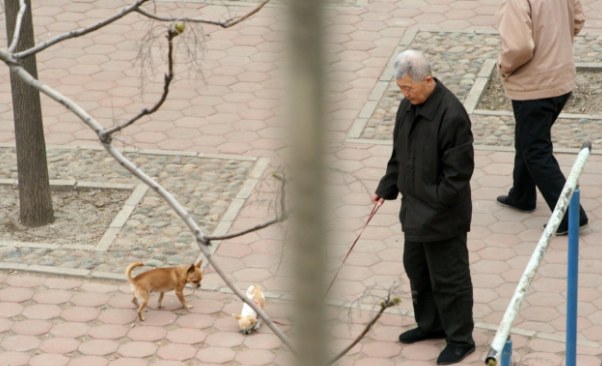 国外医学研究表明，遛狗正在把老年人送到急诊室